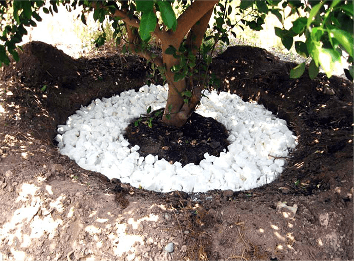 阿曼檸檬樹種植科研項(xiàng)目