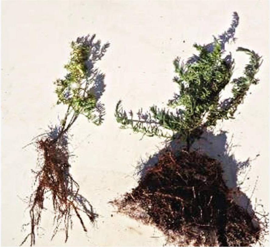 ?澳大利亞果蔬種植對(duì)比試驗(yàn)項(xiàng)目